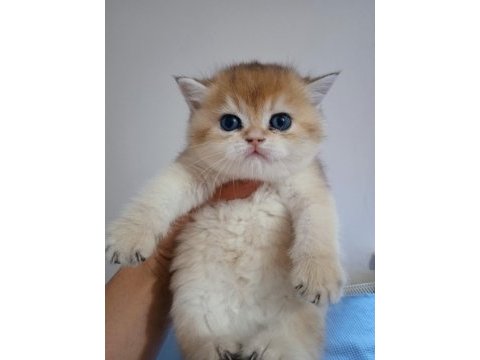 British shorthair ve longhair golden yavrular