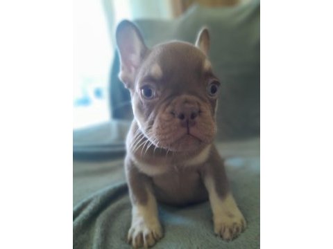 Rojo and tan french bulldog yavruları
