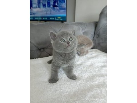 British shorthair yavrular