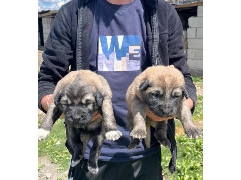 Köpekler 81 ile sorunsuz gönderim var