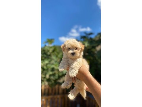 Maltipoo yavrularımız