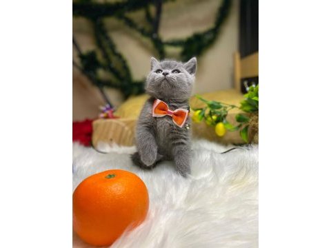 Ev ortamın da büyüyen a kalite minnoş kedilerim