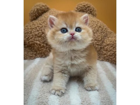 Altın parıltısı golden british shorthair