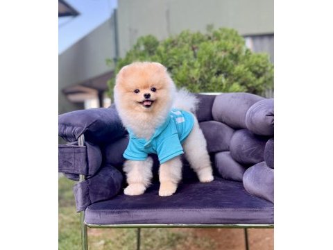 Pomeranian boo gülen surat arayanlara