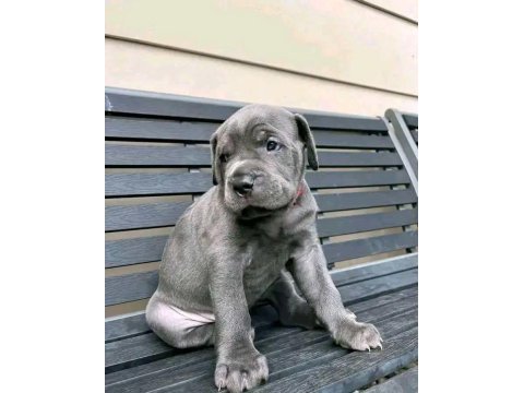 Alan koruma cane corso