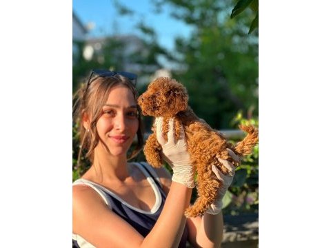Toy poodle yavruları