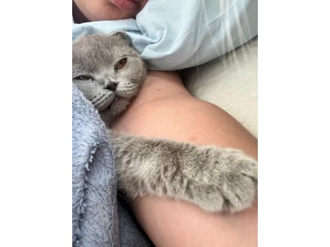 Ücretli scottish fold sahiplendirme ilanı