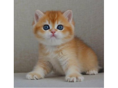 Şaheser gibi golden ny12 british shorthair 