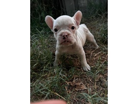 Güzel french bulldog yavrularımız