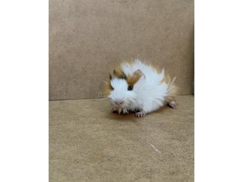 Ginepig yavrularımız gün içi gönderim sağlanmakta
