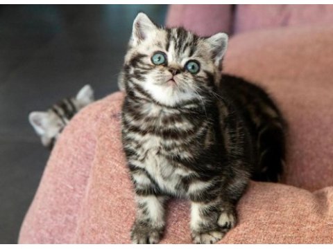 Saf kan silver tabby british shorthair