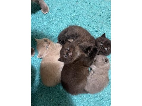 British shorthair yavrularımız