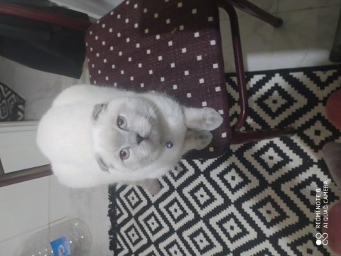 Scottish fold blue point