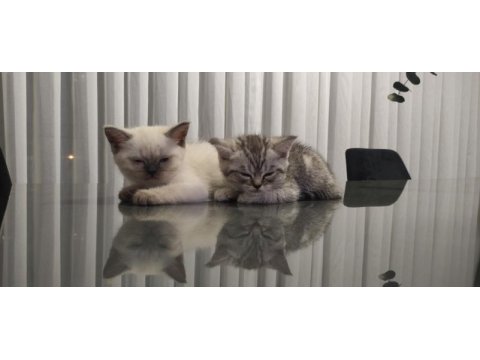 British shorthair silver tabby ve blue point yavrular