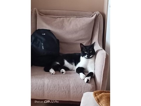 Kedilerimiz merkür ve luna