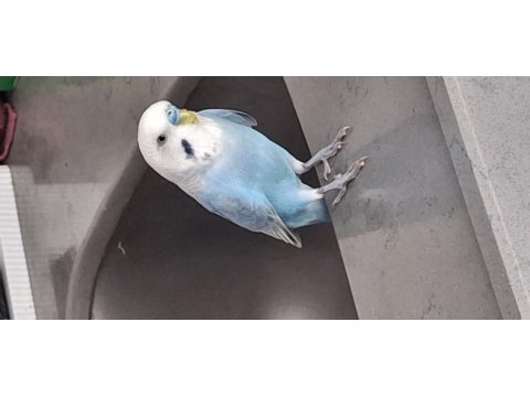 Erkek muhabbet kuşu