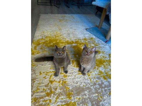 British shorthair cinsi yavrular
