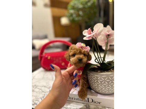 Korenin güzeli maltipoo 0 boy mona