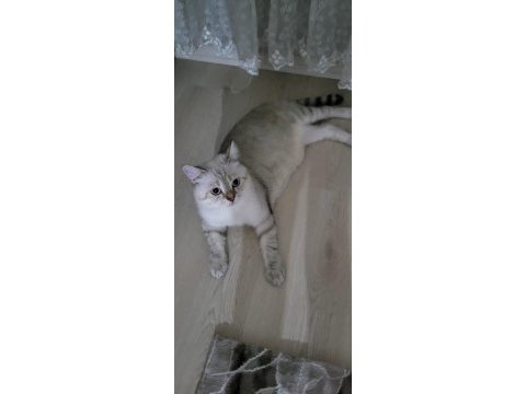 5 aylık british longhair