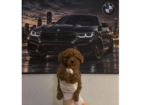 Orjinal tertemiz ev üretimi poodle yavrularımız