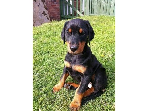 İri pati iri göğüs asaletin tanımı doberman