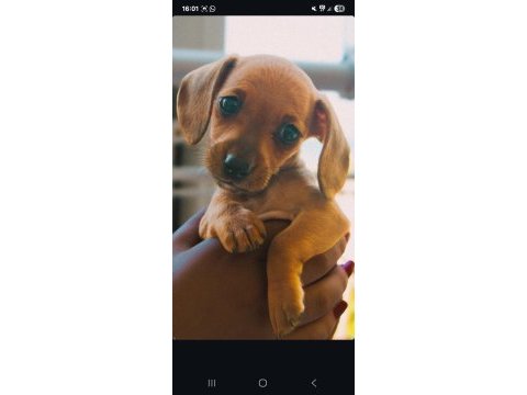 Sağlıklı dachshund yavrular