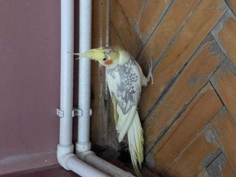 1 yaşında sultan papağanı