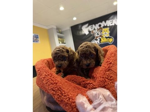 Show kalite toy poodle yavrular mağazamızda görün