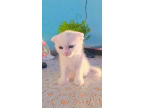 Scottish shorthair kedimiz