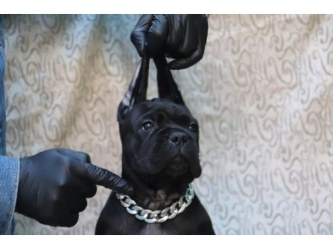 Fcı-kıf secereli safkan cane corso yavrular