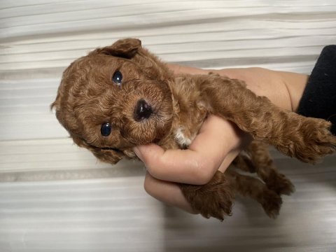 Orjinal toy poodle yavrularım