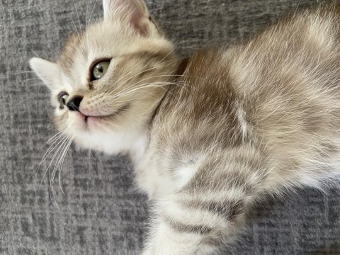 British shorthair