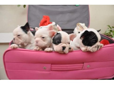 French bulldog yavruları