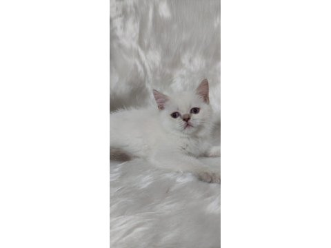 2 aylık british shorthair