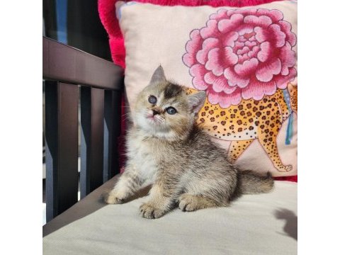 Gold scottish fold bebekler