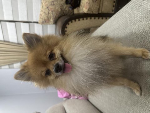 Eş pomeranian boo