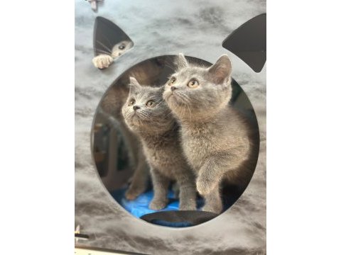 British shorthair yavruları