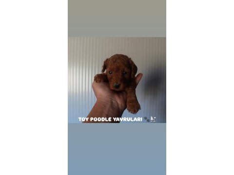 Toy poodle red brown yavrularımız