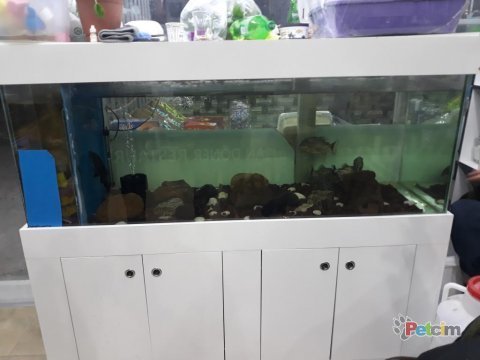 Satılık akvaryum ve balıklar 4 adet pirana ve vatoz