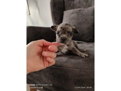 Merle french bulldog