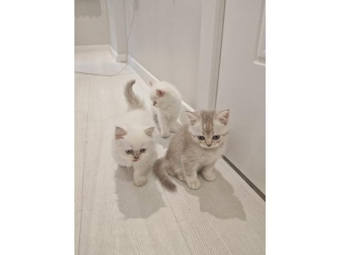 Son 2 yavru kedim kaldı acele et kaçırma