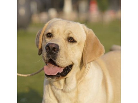 Fcı-kıf secereli labrador retriever yavrular