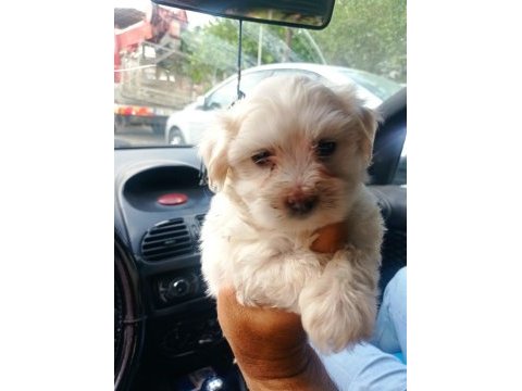 Maltese yavru köpekler