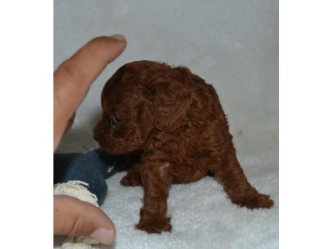 Tea cup dark red poodle yavrular