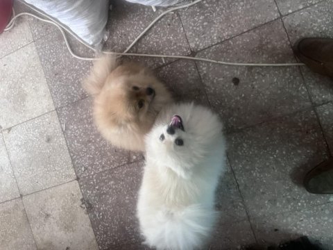 6 aylık dişi pomeranian
