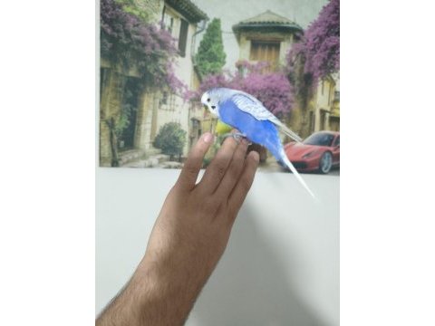 Acil muhabbet kuşumuz
