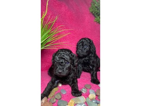 Poodle akademi siyah köpekler