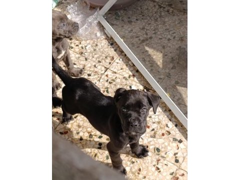 Safkan şecereli a+ cane corso