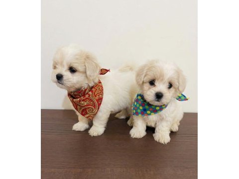 Teacup maltipoo bebekler