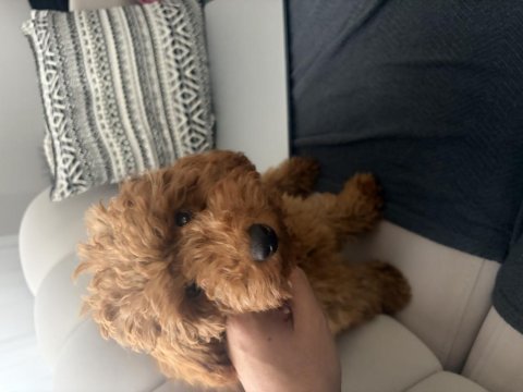 4 aylık toy poodle